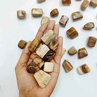 Petrified Wood Healing Crystals - Divinity Crystals Natural Tumbled Stone Pebbles for Earth Energy, Vastu, Fengshui, Aura, Chakra, and Reiki Healing